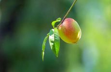 立秋吃饺子的寓意是什么 为什么要吃