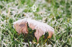 黑色拉布拉多名字大全