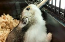 属鼠人什么年份能有好运