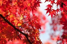 过了寒露节气 迎来旺盛桃花 会凤凰于飞 百年好合的三大星座