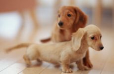 1994年属狗的大运年是哪年 1994年属狗人性格命运预测