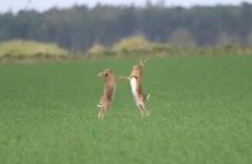 属兔人的财运在哪个方向