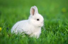 属兔和属虎适合结婚吗