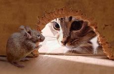 1960年属鼠的今年2024多大岁数