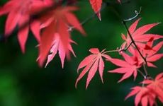 2024年秋分日子好吗？秋分有什么有趣的习俗？