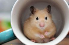 60年属鼠住五楼有什么忌讳 住几楼利于健康