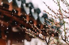 梦见吃土豆怎么回事 梦见吃土豆有什么预兆