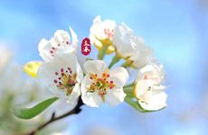 梦见蝴蝶在花丛飞舞怎么回事 梦见蝴蝶在花丛里飞舞好不好