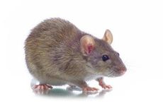 88龙96鼠婚配为大忌 2024年属鼠有两喜缠身