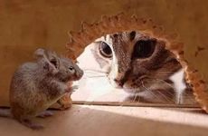 84年属鼠42岁会发生什么倒霉事情