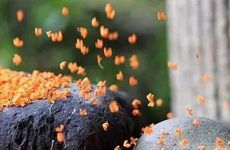 做梦梦见买蔬菜吉凶指数多少