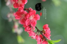 梦见自己来大姨妈了还看到血是什么预兆？