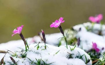 梦见雪中垂钓　周公解梦之梦到雪中垂钓