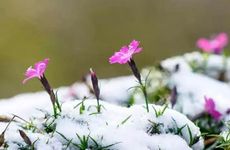 谷雨节气过后可以种大黄豆吗