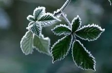 梦见菊花怎么回事 梦见菊花有什么预兆