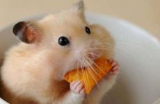 1996年属鼠男娶谁最旺