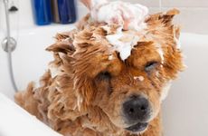 1970年的狗2023年逢九吗70年属狗人2023年运势如何