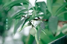 夏至是24节气的第几个 24节气的夏至是第几个