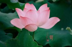 夏至是第几个节气 夏至是夏季的第几个节气