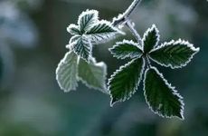 梦见狗熊怎么回事 梦见狗熊有什么预兆