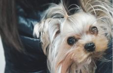 梦见白玫瑰怎么回事 梦见白玫瑰有什么预兆