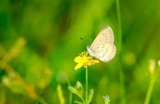 2022年惊蛰日期 今日黄历宜装修吗