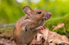 1984年属鼠男桃花劫年份