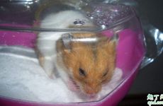 属鼠的幸运花和幸运植物是什么 属鼠的幸运花是什么花