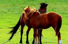 属马偏财位在什么方位