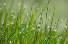 白露开什么花？白露三侯有哪些景象