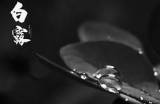 梦见石竹花怎么回事 梦见石竹花有什么预兆