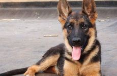 2022年农历八月生肖狗健康注意事项 病痛灾害凶星威胁