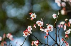 立春出生的人不一般！孩子命运更好