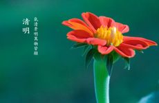 财位放什么绿植催财，黄金葛、金钱树、发财树等