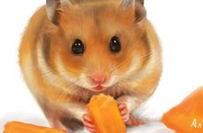 2008年国庆节出生的属鼠宝宝命运好吗 几点出生有出息？