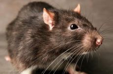 客厅用哪种灯合适 客厅灯具挑选搭配技巧