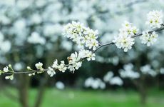 2025年白露是哪一天？