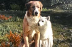 ​属狗人不同季节出生性格如何