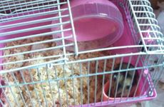 梦见自助餐厅周公解梦，梦见自助餐厅是什么意思？