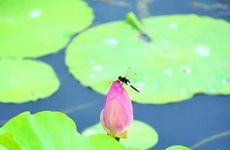 小暑节气附近体质虚寒的人不适宜饮什么茶 养生要牢记这些