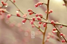 梦见苍蝇怎么回事 梦见到苍蝇有什么预兆