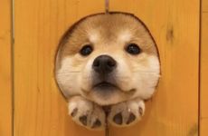 三国中属狗的人物代表