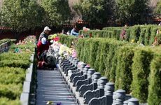 清明扫墓时间有规定吗