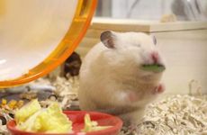 梦见无花果怎么回事 梦见无花果有什么预兆