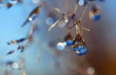 寒露节气的含义是什么 寒露是什么季节的