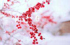 4月5日是什么星座 4月5号什么星座