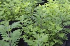 端午节挂什么植物辟邪保平安 端午节挂什么挂饰