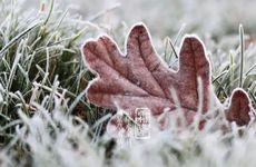 【节气农说】霜降——九月霜降没霜打 十月霜降霜打霜