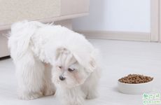 属狗白天还是晚上好 属狗白天出生好还是夜晚好