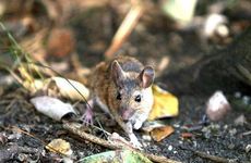 1996年属鼠人一生三大坎是什么